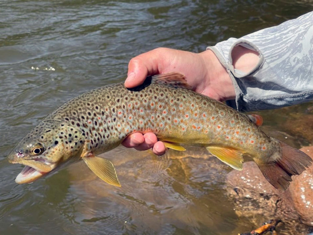 Brown Trout